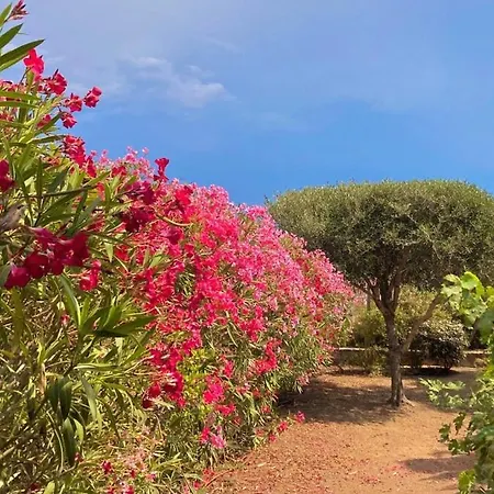 Solacargese-les Chemins De Sonia-terrasse Face A La Mer-cargese La Grecque Apartment *